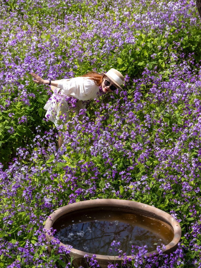 大連闖入莫奈花園！這片紫色花海美到失語～