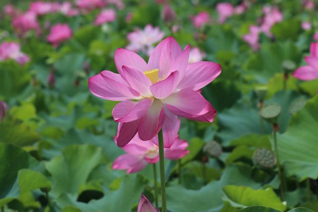 #普者黑旅行攻略 #雲南普者黑荷花 要睇最靚荷花千祈唔好等到七月中旬！本地人，全係本人自己影嘅，最靚荷