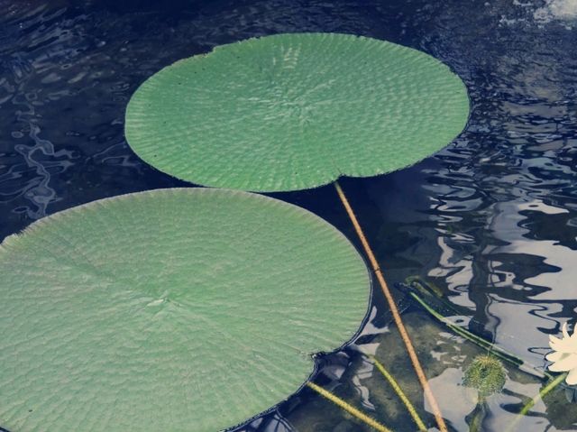 여름 여행 필수 코스, 오사카 '플라워 파크'에서 만나는 꽃의 향연​