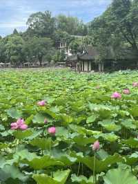 夏日賞荷，感受一份美好與寧靜