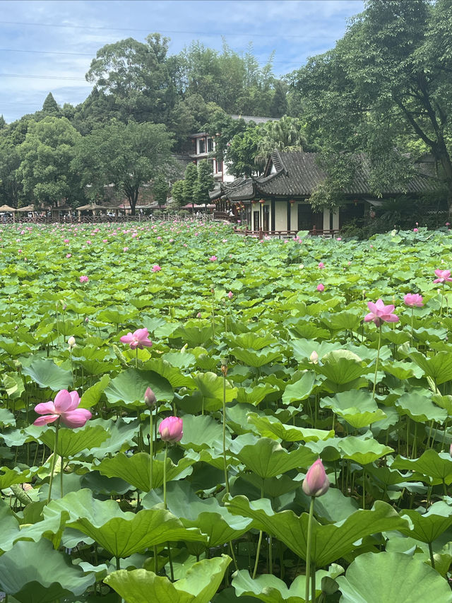 夏日賞荷，感受一份美好與寧靜