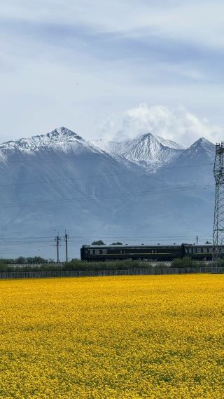 Golden Rapeseed Flower Field Check-in Spot