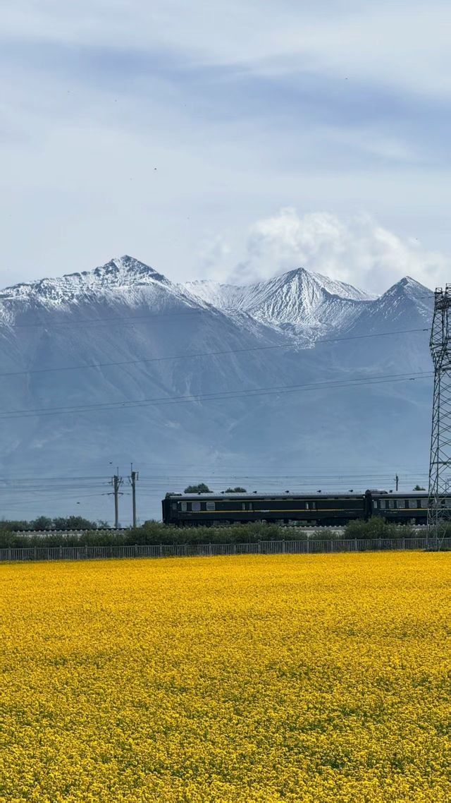 金色油菜花海打卡點