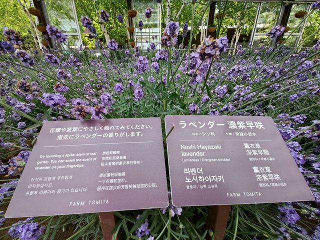 薰香滿滿富田農場