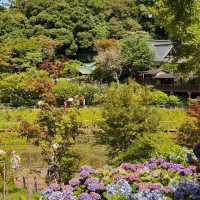 【東京周邊隱世賞花地！本土寺紫陽花美到似動畫場景！】