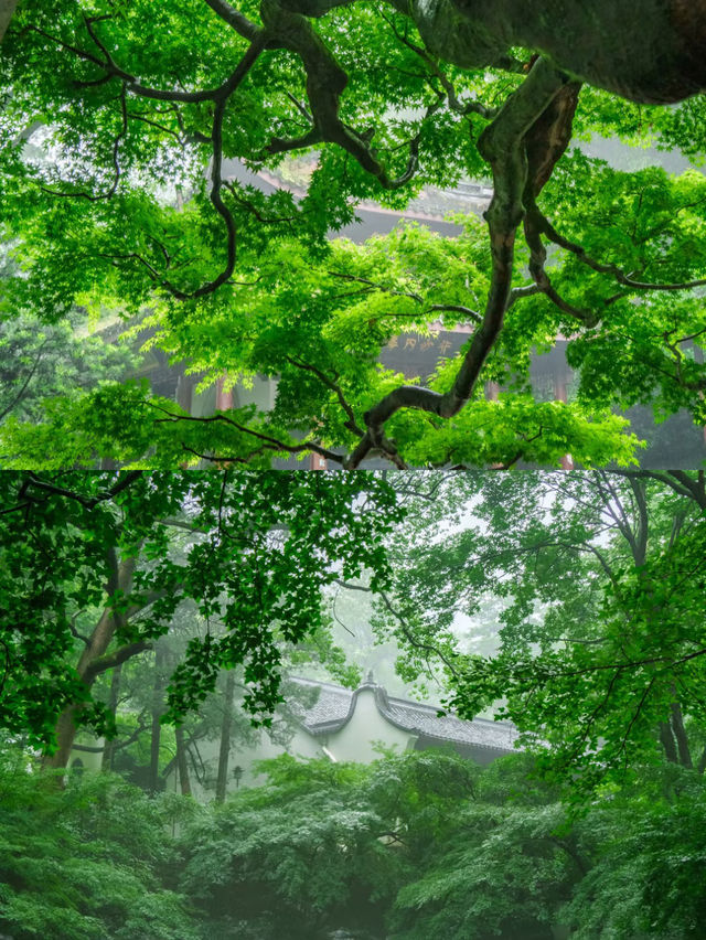 虎跑嘅水真係好正