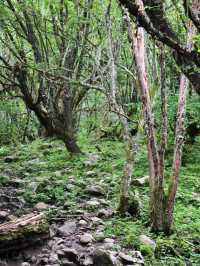 【理小路】80km穿越川西秘境！理縣到小金縣，將畢棚溝+四姑娘山嘅精華裝進袋   一、點解係理小
