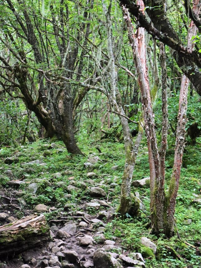 【理小路】80km穿越川西秘境！理縣到小金縣，將畢棚溝+四姑娘山嘅精華裝進袋   一、點解係理小