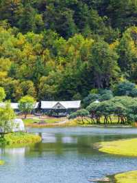爆火香格里拉10-11月秋色絕了錯過再等一年