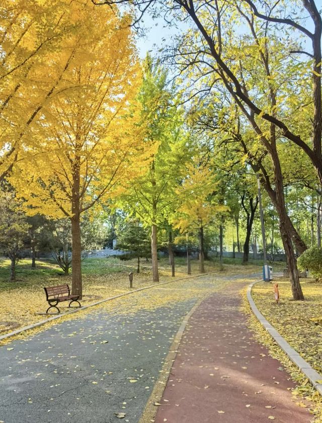 沈陽秋日私藏路線:將北國的溫柔融入旅途 沈陽秋日私藏路線:將北國的溫柔融入旅途