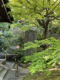 🌿 Hasedera Temple Garden: Where Zen Harmony Paints in Endless Green! 🍃