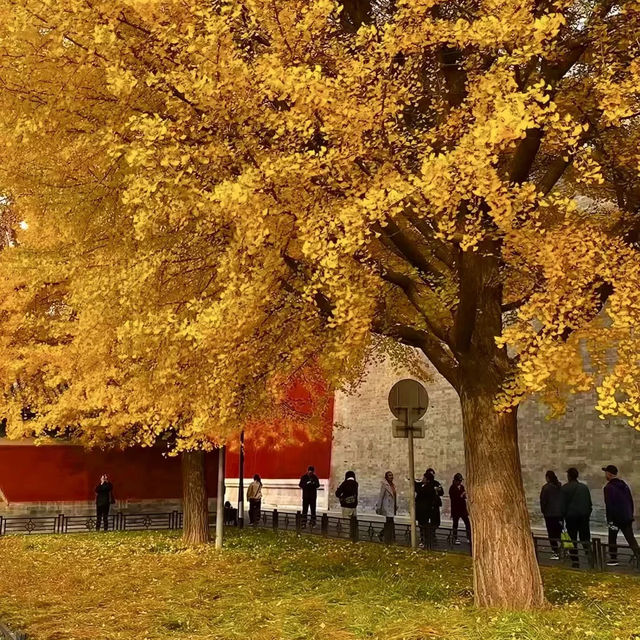 🍂🏮베이징 가을 여행의 로망, 이 골목길을 따라 걷다  🍂🏮베이징 가을 여행의 로망, 이 골목길을 따라 걷다