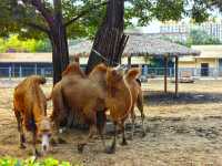 濟南動物園新晉頂流！2個月的小象寶寶必看，治癒一切不開心！