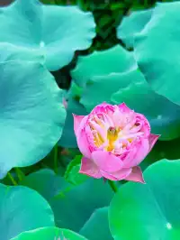 上海出發｜天台山大瀑布+國清寺一日遊攻略