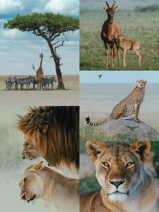 Animals in Kenya Can Talk!