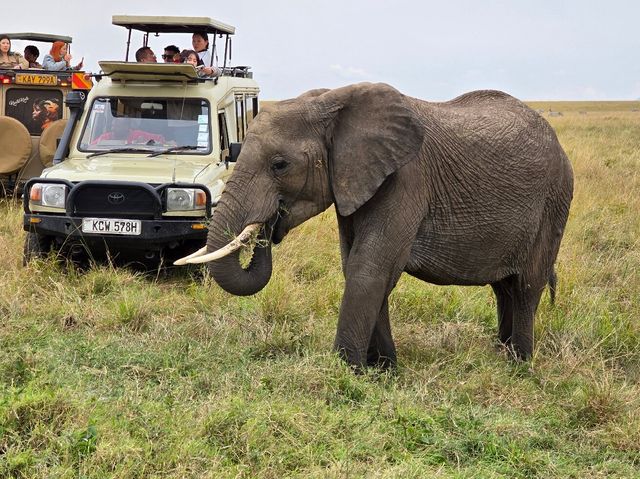 Exceptional Safari Experience with Beacon
