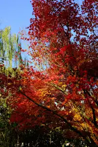 郊野園林第一家的習家池之秋太美囉！！