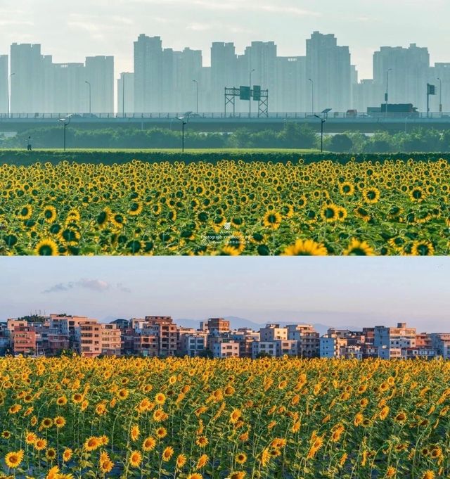 秋遊廈門翔安:邂逅西巖山向日葵花海與稻田風車 秋遊廈門翔安:邂逅西巖山向日葵花海與稻田風車