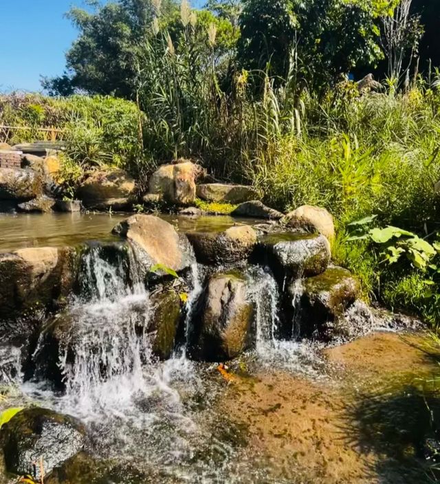 好像走進了莫奈的花園深圳恩上公園！