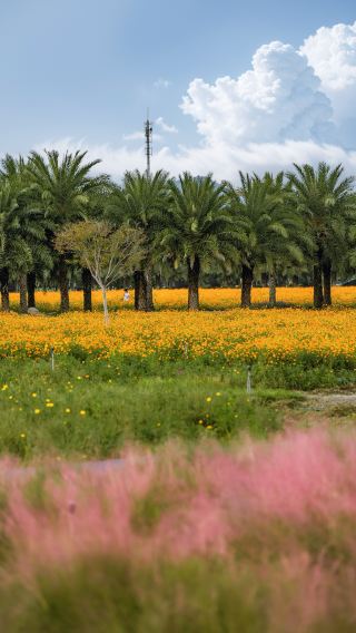 Wenzhou Yueqing Pink Muhly Grass Preview! In Five Days, This Place Will Be as Beautiful as a Painting