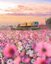 大阪粉白花海拍照聖地