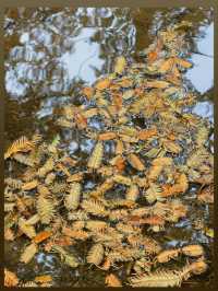 陝西絕美水上森林秋日限定版仙境風景！