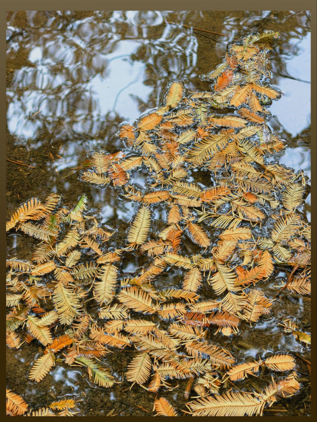 陝西絕美水上森林秋日限定版仙境風景！