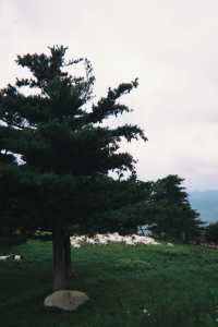 不是新疆!是湖北恩施被嚴重低估的高山草原!