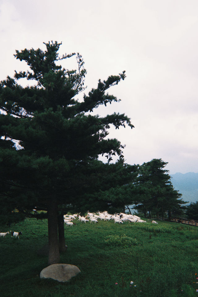 不是新疆!是湖北恩施被嚴重低估的高山草原! 不是新疆!是湖北恩施被嚴重低估的高山草原!