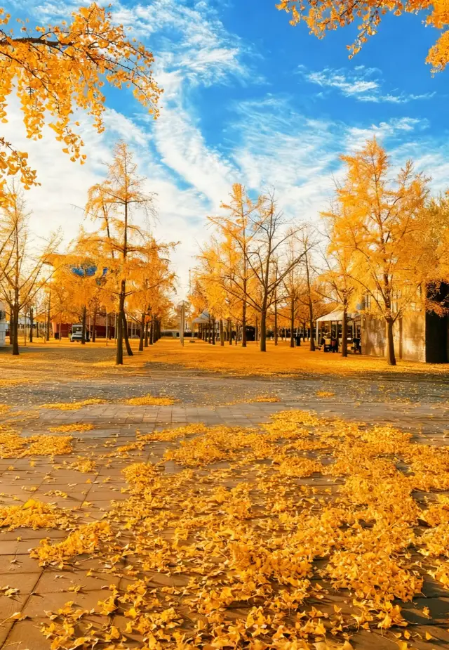 北京秋天殺瘋了！這條0元賞葉路線封神了