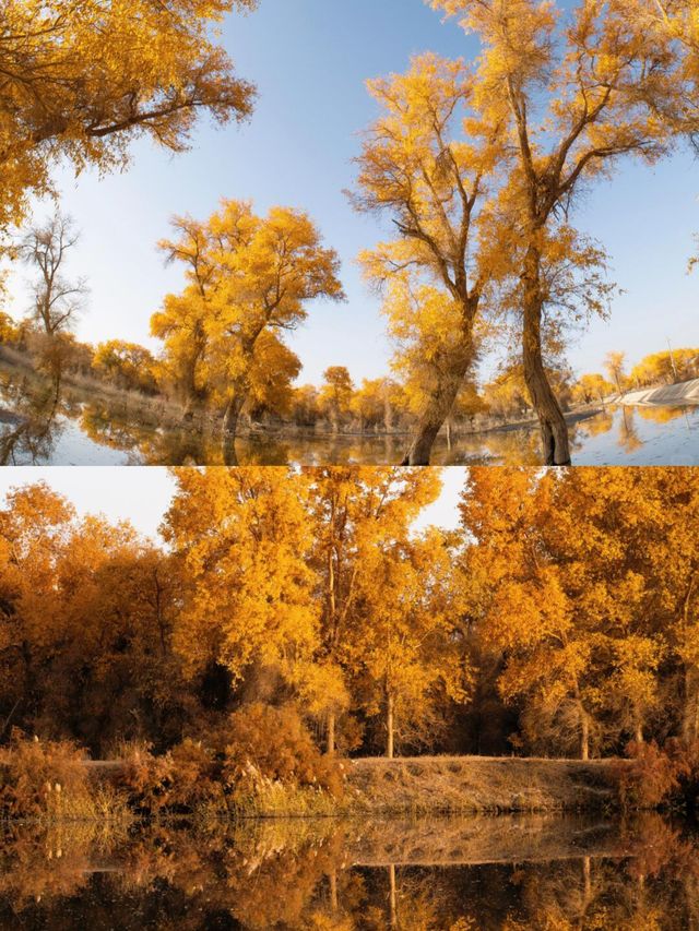 新疆胡楊林最佳觀賞攻略金色秘境&自駕避坑指南 新疆胡楊林最佳觀賞攻略金色秘境&自駕避坑指南