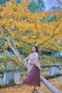 走進韶關帽子峰，彷彿踏入一幅金秋畫卷