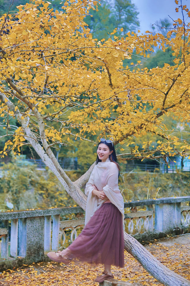 走進韶關帽子峰，彷彿踏入一幅金秋畫卷