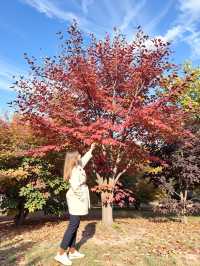 別再擠香山啦！私藏0元秘境，北京紅葉天花板！