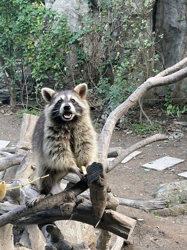 寧波野生動物園一日遊攻略!熊貓控千萬別錯過~ 寧波野生動物園一日遊攻略!熊貓控千萬別錯過~