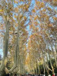 南京5年打工人的超濃縮攻略本地人帶你玩轉六朝古都