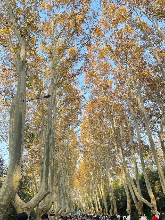 南京5年打工人的超濃縮攻略本地人帶你玩轉六朝古都