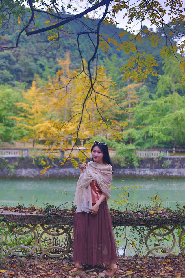 銀杏染秋，南雄赴一場黃金之約 