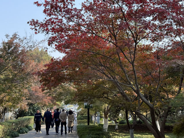 秋日虞山賞楓季