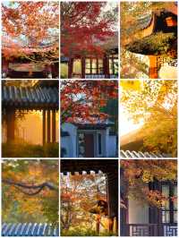 武漢人的私藏拍照聖地堤角公園邂逅初冬浪漫