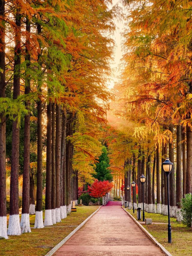 秋色滿園絕美倒映