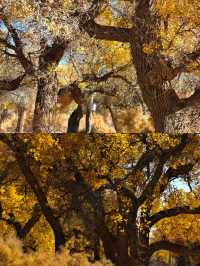 額濟納胡楊林賞秋攻略三天打卡大漠金黃世界！