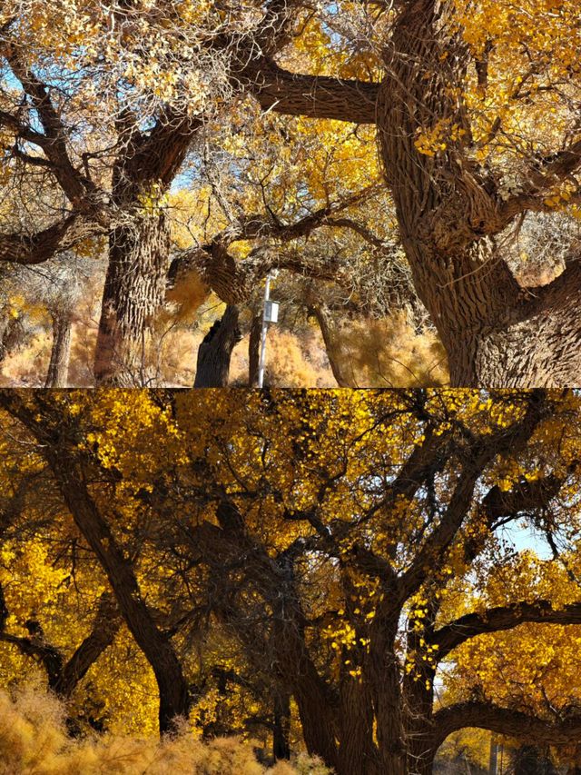 額濟納胡楊林賞秋攻略三天打卡大漠金黃世界！