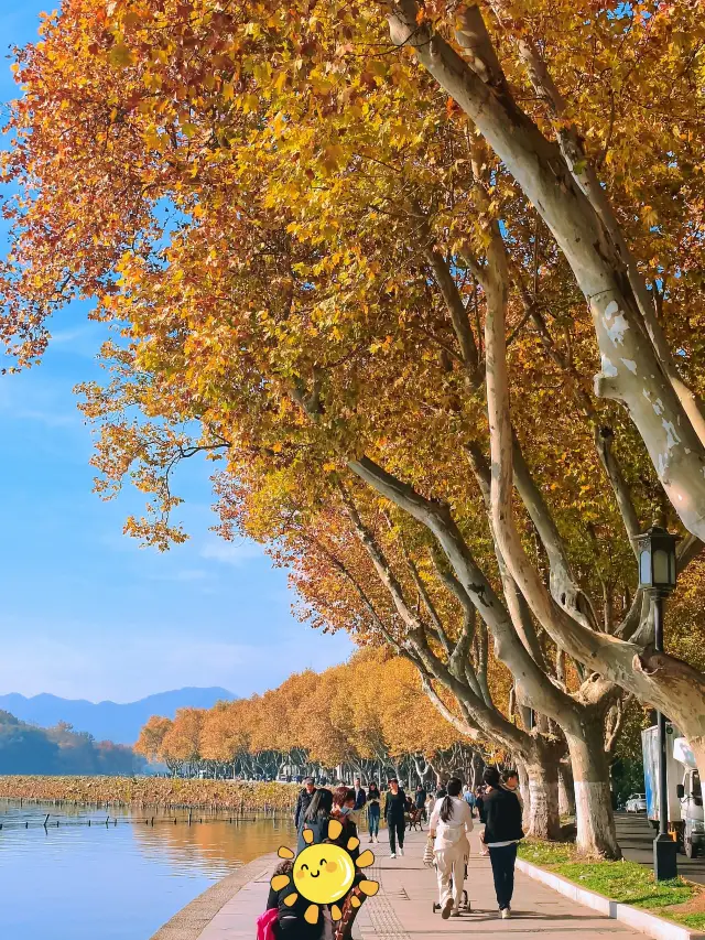 Beishan Road's late autumn blockbuster is now showing! The sycamore tunnel is stunningly beautiful to the point of speechlessness