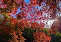 快來,浙江第三屆莫干山紅楓季開始了!