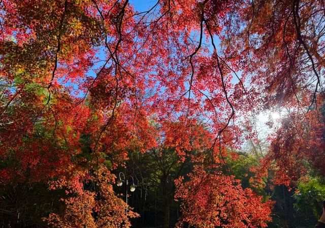 快來,浙江第三屆莫干山紅楓季開始了! 快來,浙江第三屆莫干山紅楓季開始了!