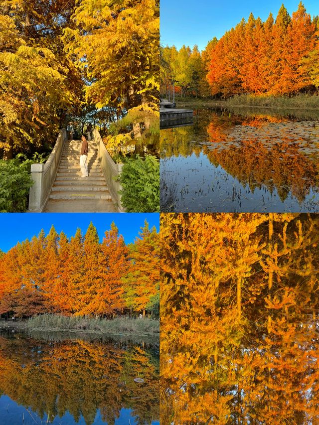 秋日虎丘紅楓殺瘋了 秋日虎丘紅楓殺瘋了