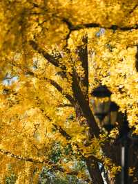 清晨8點,我拍到了樹的呼吸聲!