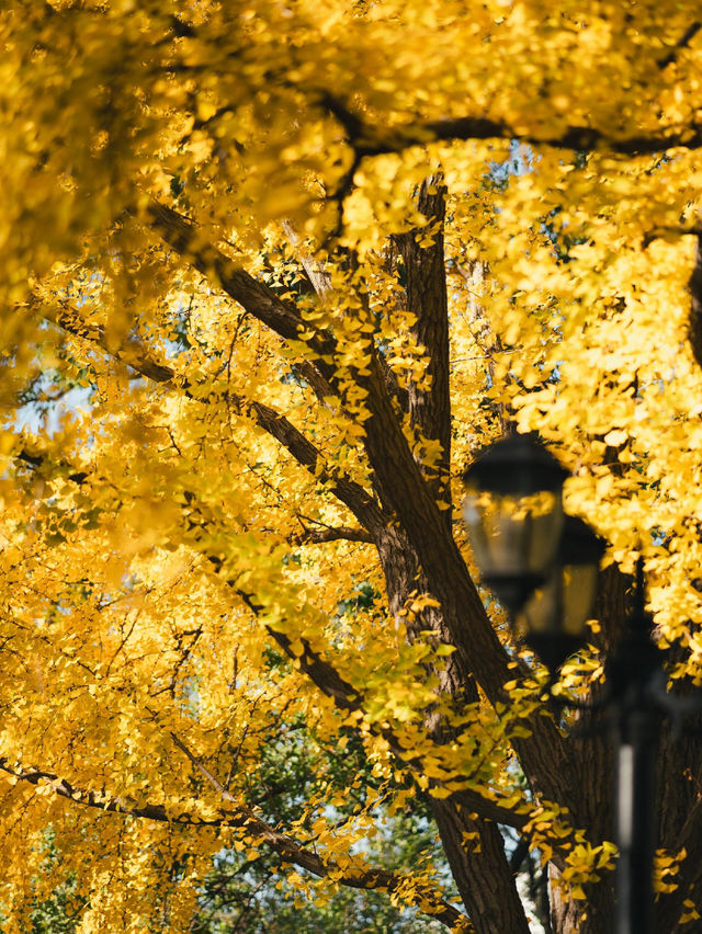 清晨8點,我拍到了樹的呼吸聲! 清晨8點,我拍到了樹的呼吸聲!