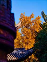 古剎追秋|北宋古寺、銀杏還有貓貓誰說秋意只在枝頭?